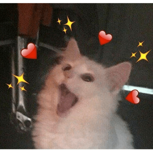 Gatinhos  8