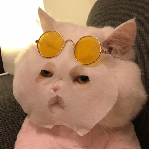Gatinhos  14