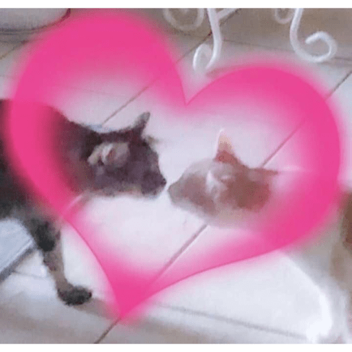 Gatinhos  2