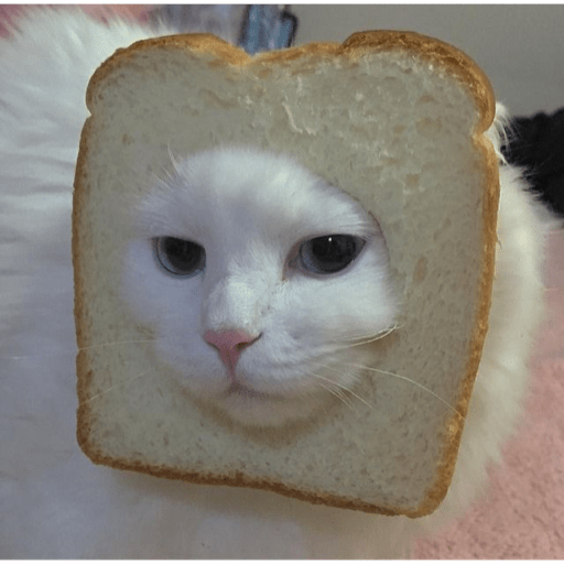 Gatinhos  12