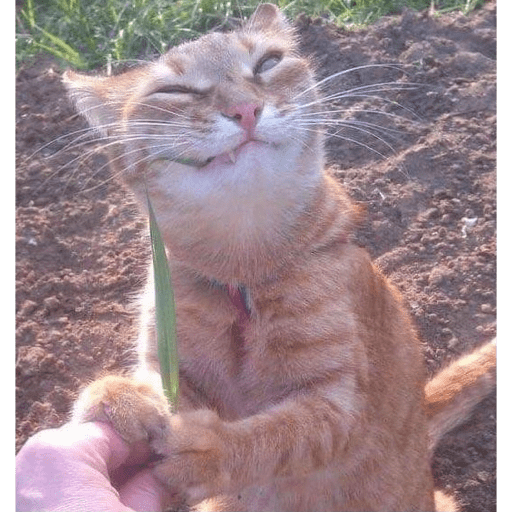 Gatinhos  20