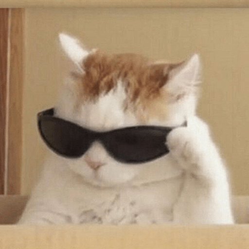 Gatinhos  5