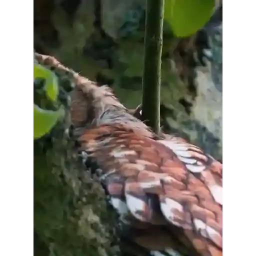 Videos1 26