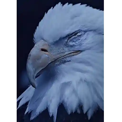 Videos1 23