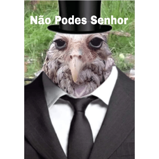 Novas kkk 22