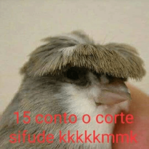 Novas kkk 20