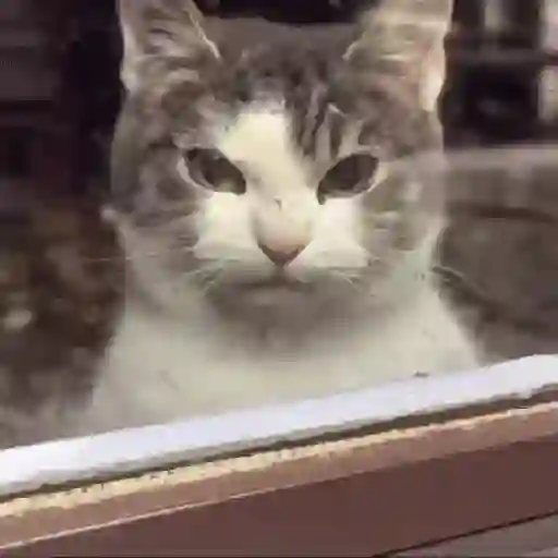 ஸ்டிக்கர்