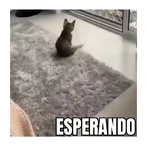 Gatitos pal chat 💬🗣️