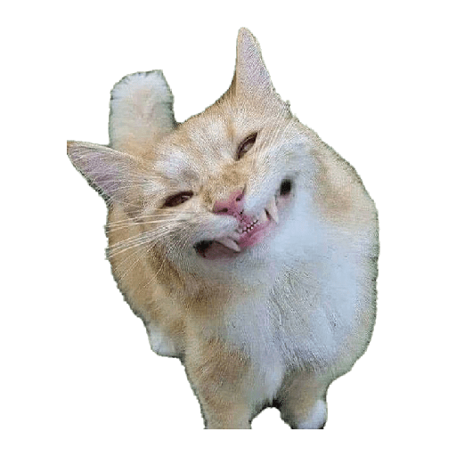 Gestos de gatitos 🙀😾