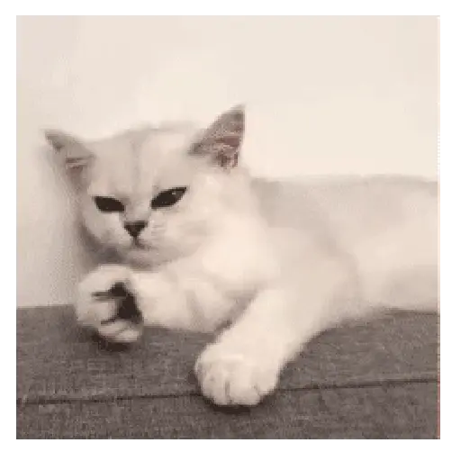 Gatos Funny Mood 🐈‍⬛🐈