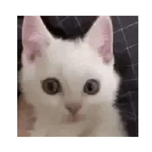 Gatito 😽❤️