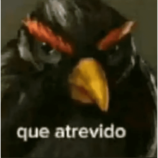 Tik tok 24