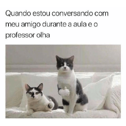 Cachorros e gatos fofos 9