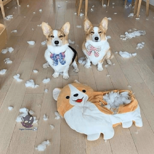 Cachorros e gatos fofos 16