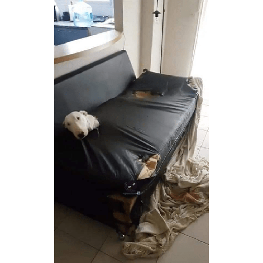 Cachorros e gatos fofos 24