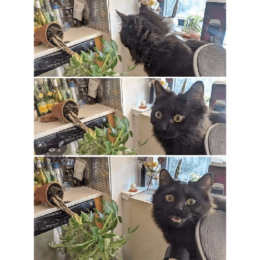 Cachorros e gatos fofos 21
