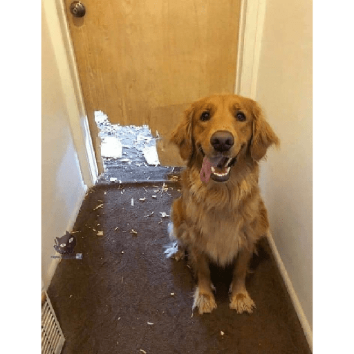 Cachorros e gatos fofos 25