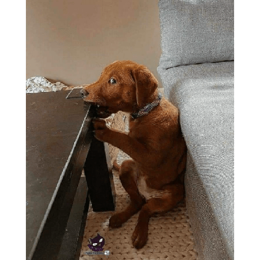 Cachorros e gatos fofos 13