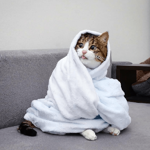 Cachorros e gatos fofos 1