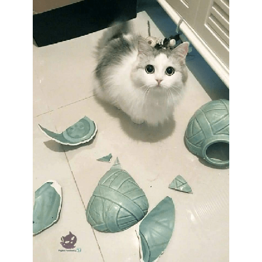 Cachorros e gatos fofos 23