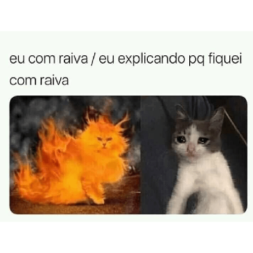 Cachorros e gatos fofos 8