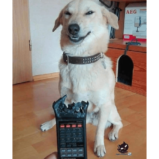 Cachorros e gatos fofos 14