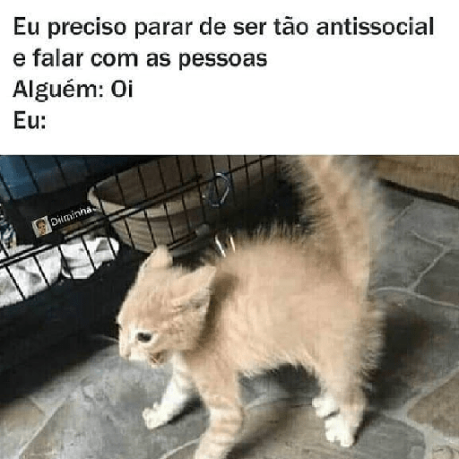 Cachorros e gatos fofos 12
