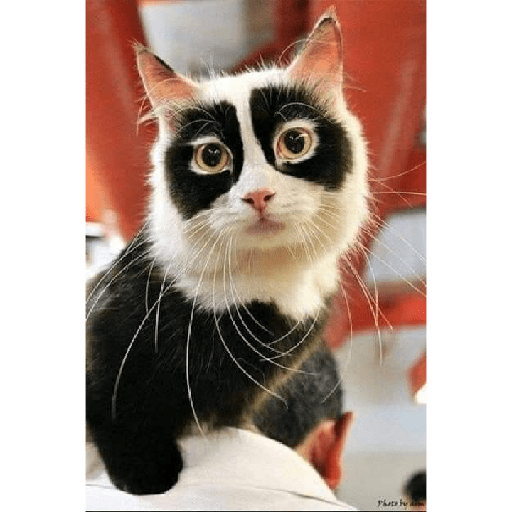 Cachorros e gatos fofos 28