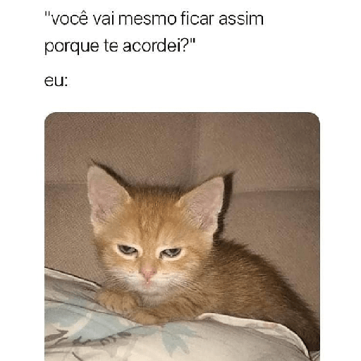 Cachorros e gatos fofos 10