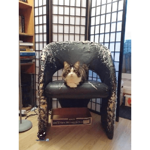 Cachorros e gatos fofos 17