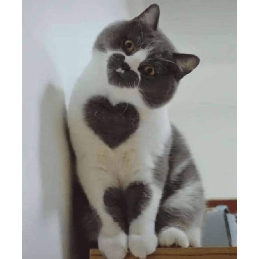 Cachorros e gatos fofos 26