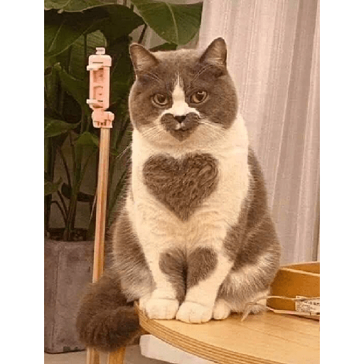 Cachorros e gatos fofos 30