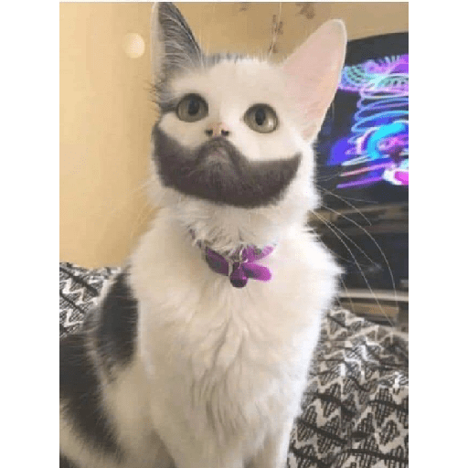 Cachorros e gatos fofos 27