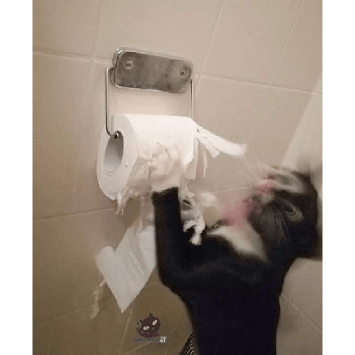 Cachorros e gatos fofos 18