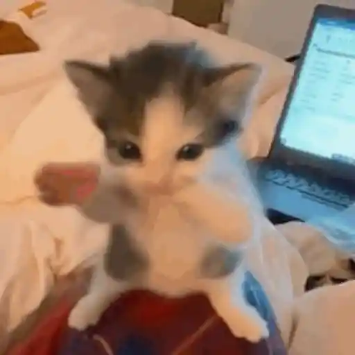Gifs 5