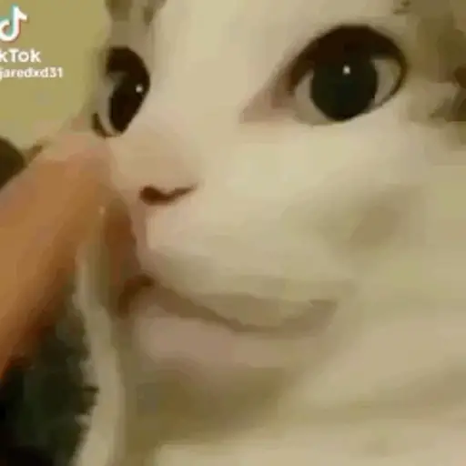 Gifs 10