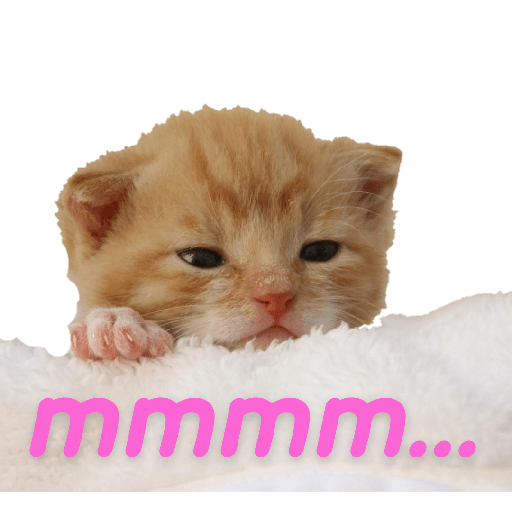My gatitos 1