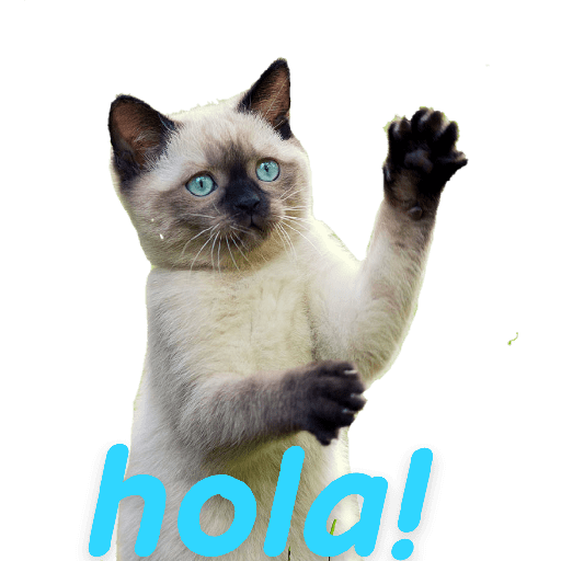 My gatitos 2