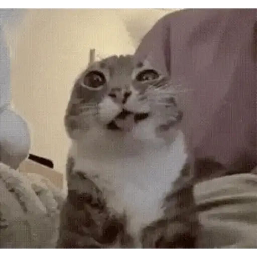 Ruff' moumou enuff, snuff 1