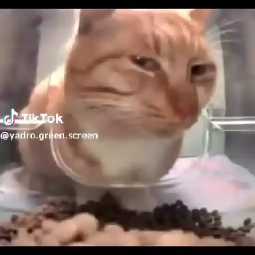 MR.FRESH CAT MEME  1