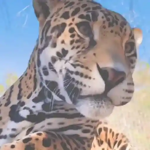 ㅤ leopardos ㅤㅤ ʚ ㅤㅤ cigaftsex