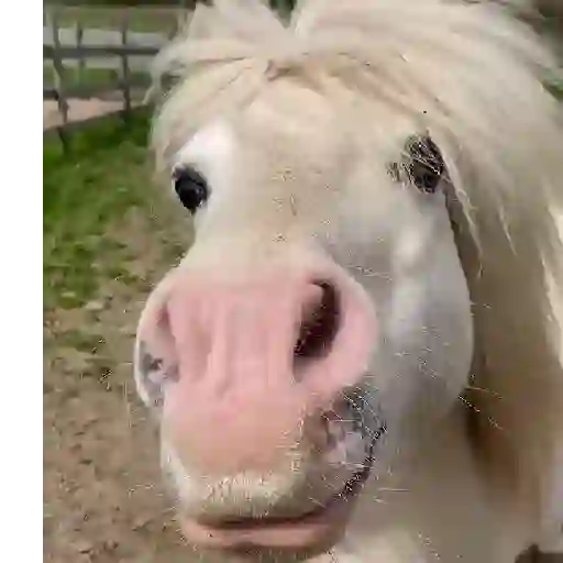 Funny  Horse & Donkey🫏🐎✨