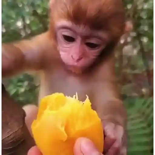 Monitos Comiendo 🐵🍉🍌