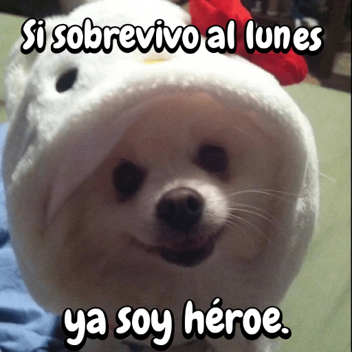 Memes Dogs Días de la Semana 🐾