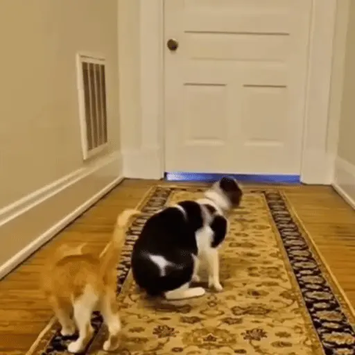 Peleas Gatunas 💥🐾