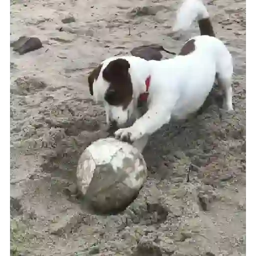 Funny Jack Russell Terrier🐾 12