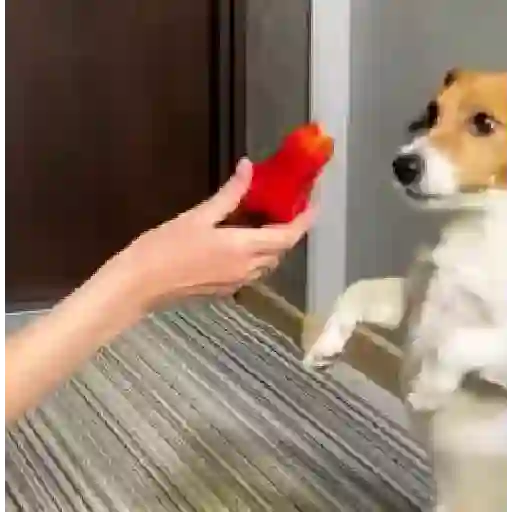 Funny Jack Russell Terrier🐾 16