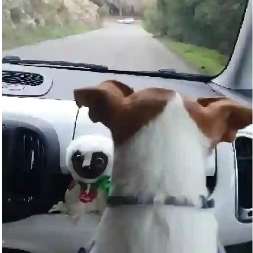 Funny Jack Russell Terrier🐾 5