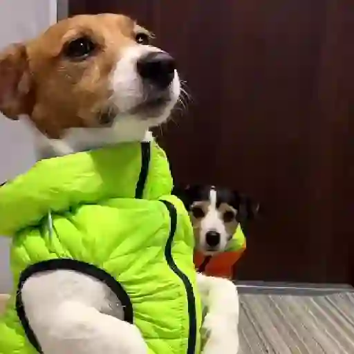 Funny Jack Russell Terrier🐾 15