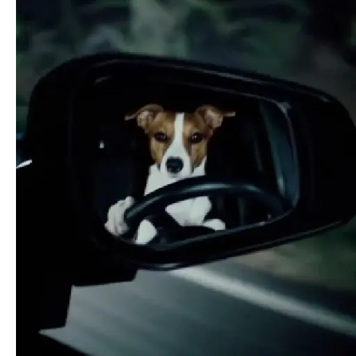 Funny Jack Russell Terrier🐾 10
